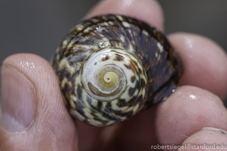 snail